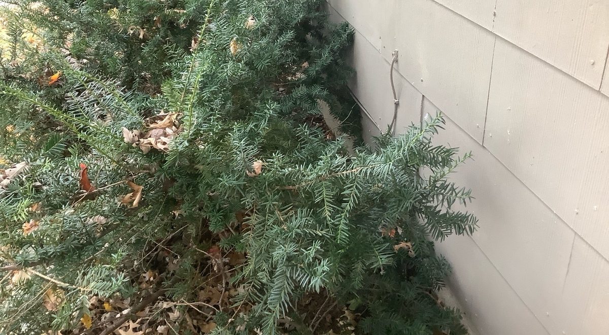 Overgrown shrubs pressed against the siding of a home found during a home inspection in Grandview, MO
