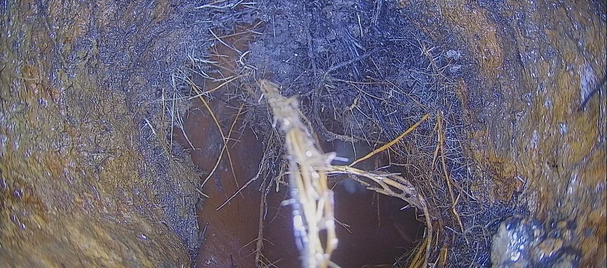 Root intrusion in a clay sewer line found during a sewer scope in Lee's Summit, MO