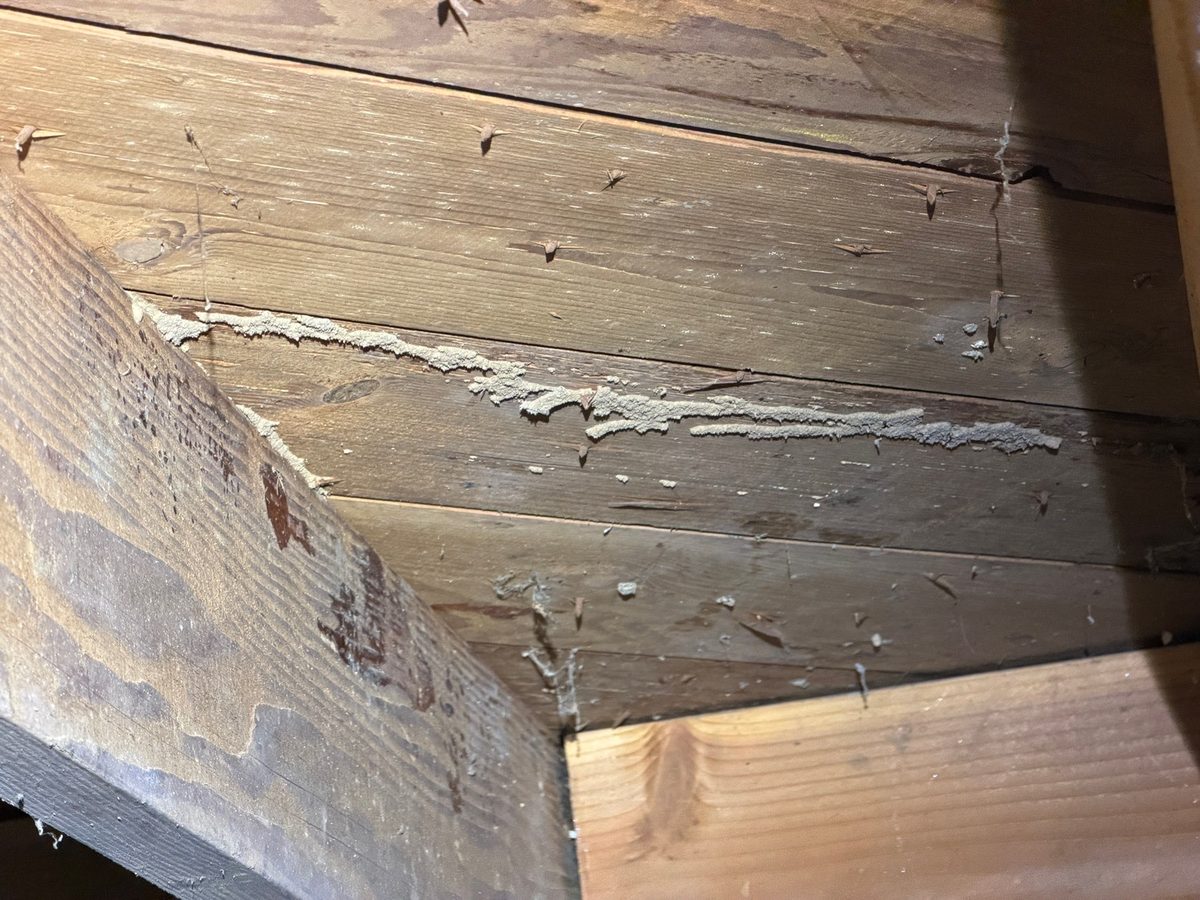 Termite mud tubes on wood subfloor and floor joists found during a home inspection in Grandview, MO